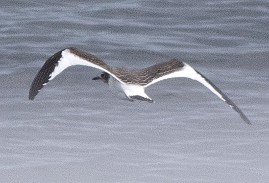 Sabine's Gull - ML641992983