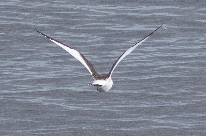 Sabine's Gull - ML641992984