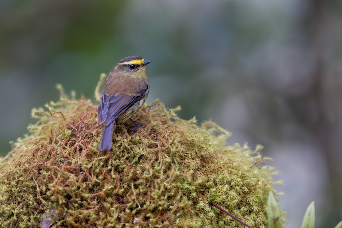 Yellow-bellied Chat-Tyrant - ML641992987