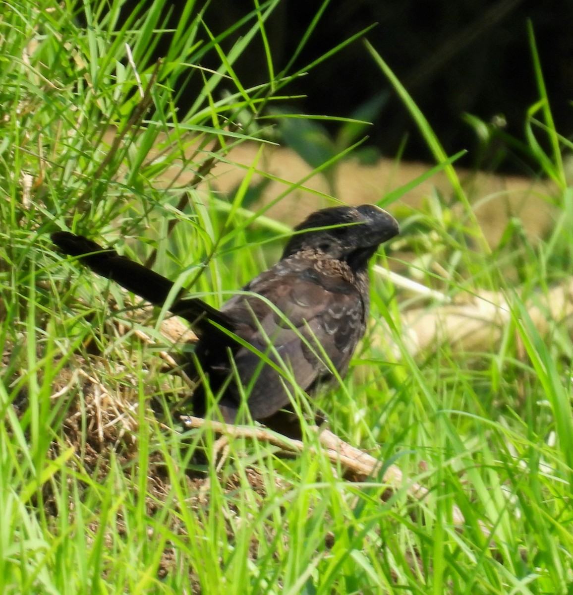 Smooth-billed Ani - ML641992990