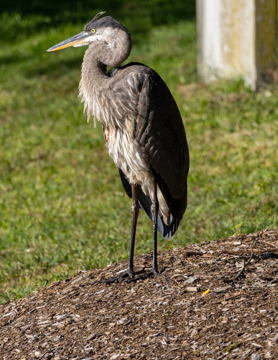 volavka velká - ML641993001