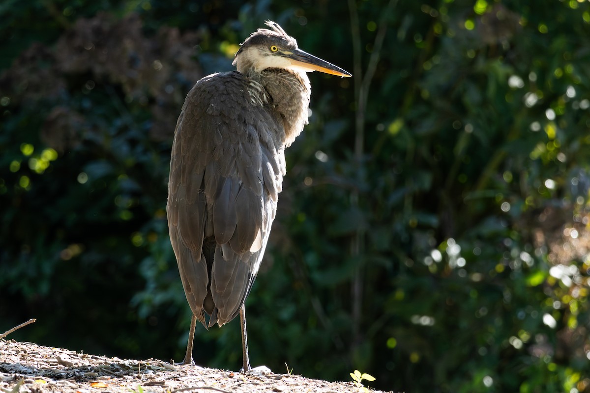 volavka velká - ML641993002