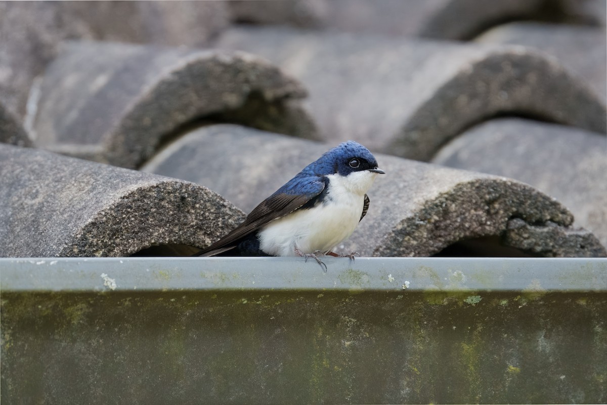 Blue-and-white Swallow - ML641993009