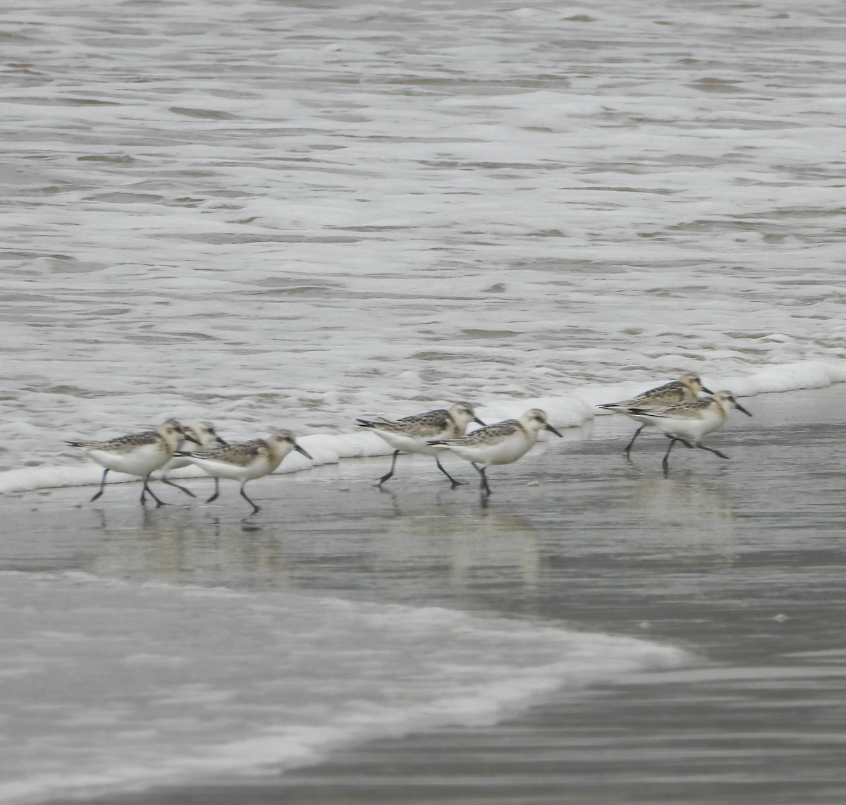 Sanderling - ML641993012