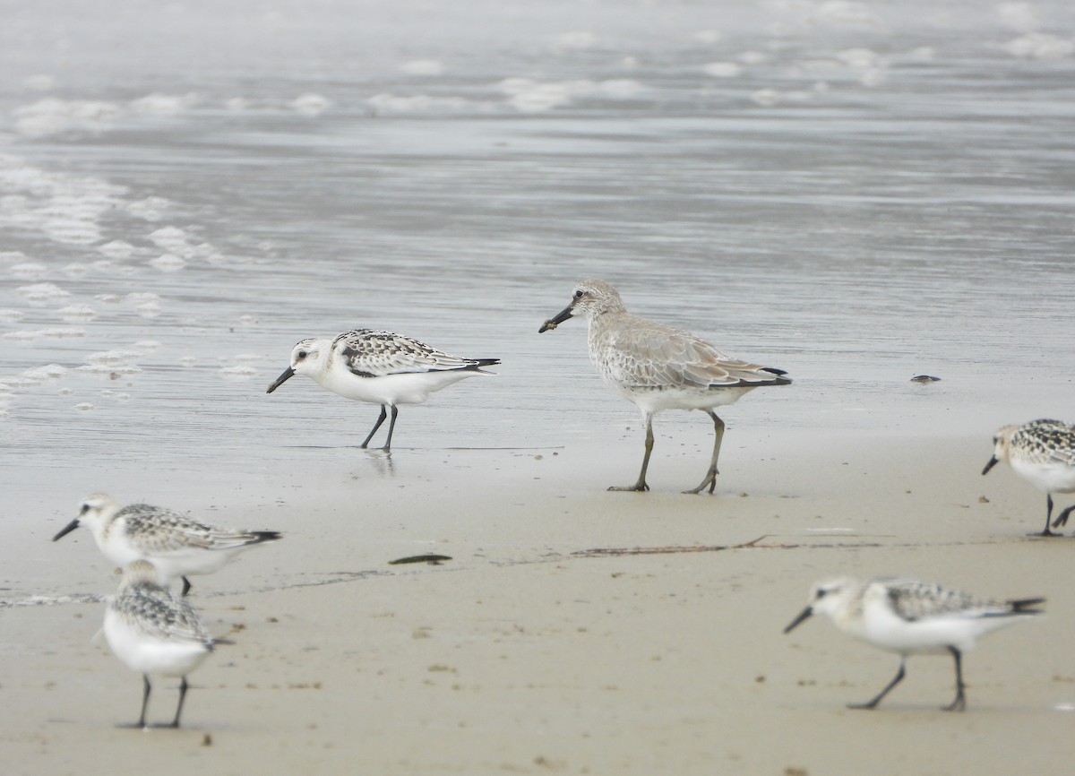 Sanderling - ML641993013