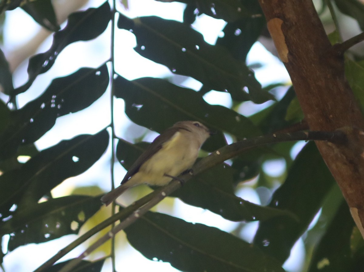 Gray Whistler - ML641993017