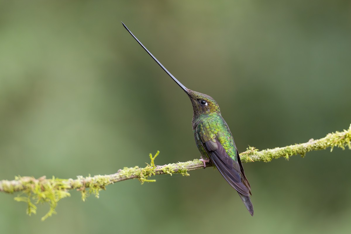 Sword-billed Hummingbird - ML641993020