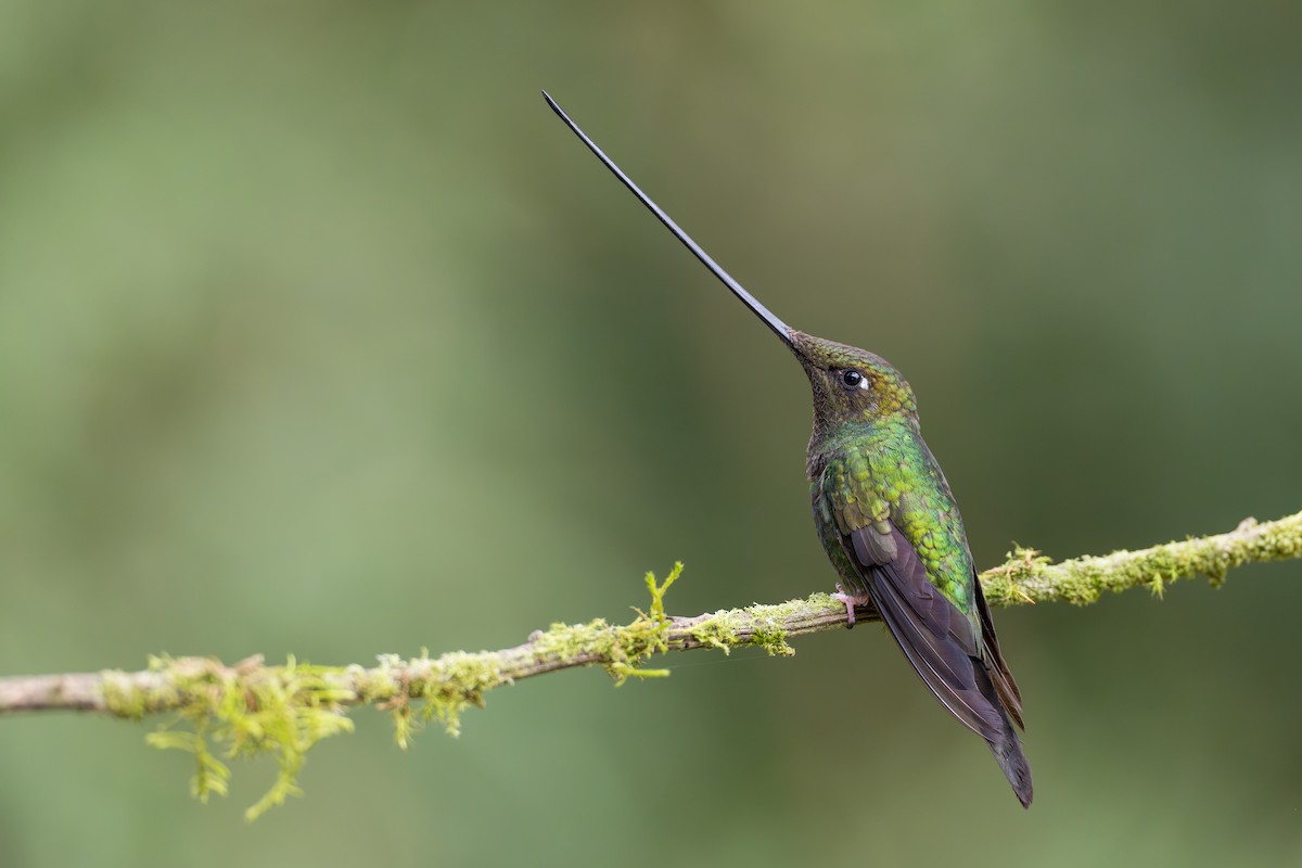 Sword-billed Hummingbird - ML641993021
