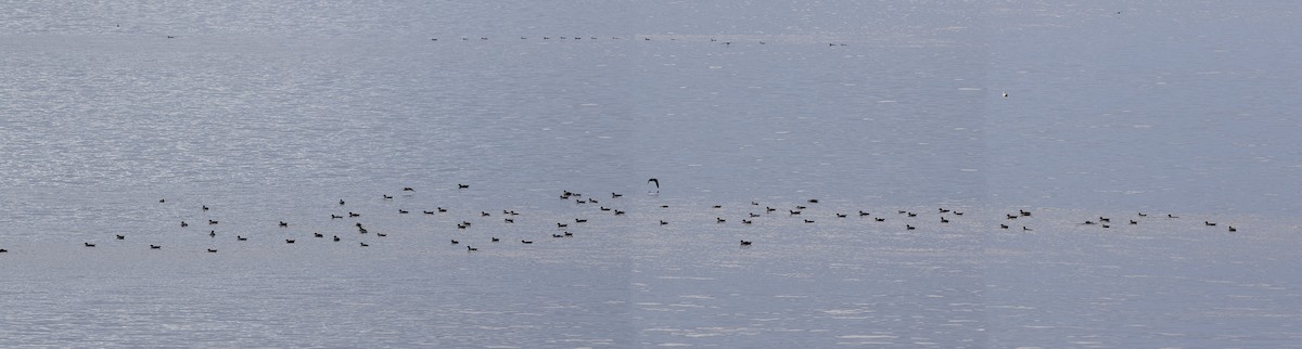Sooty/Short-tailed Shearwater - ML641993023
