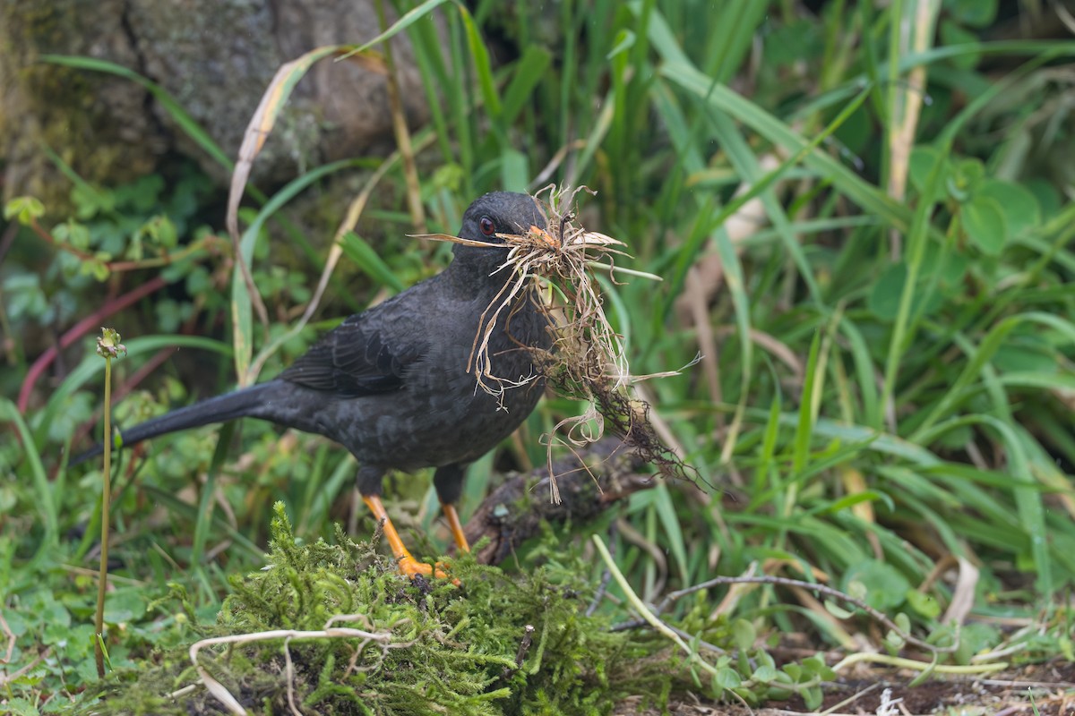 Great Thrush - ML641993026
