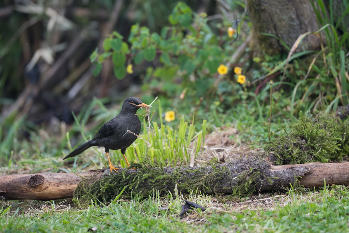 Great Thrush - ML641993027