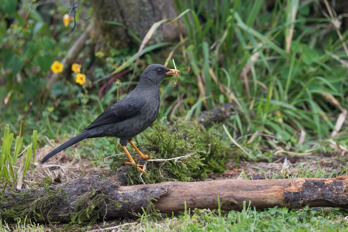 Great Thrush - ML641993028