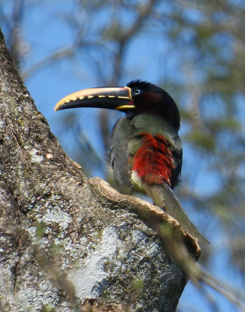 Chestnut-eared Aracari - ML641993029