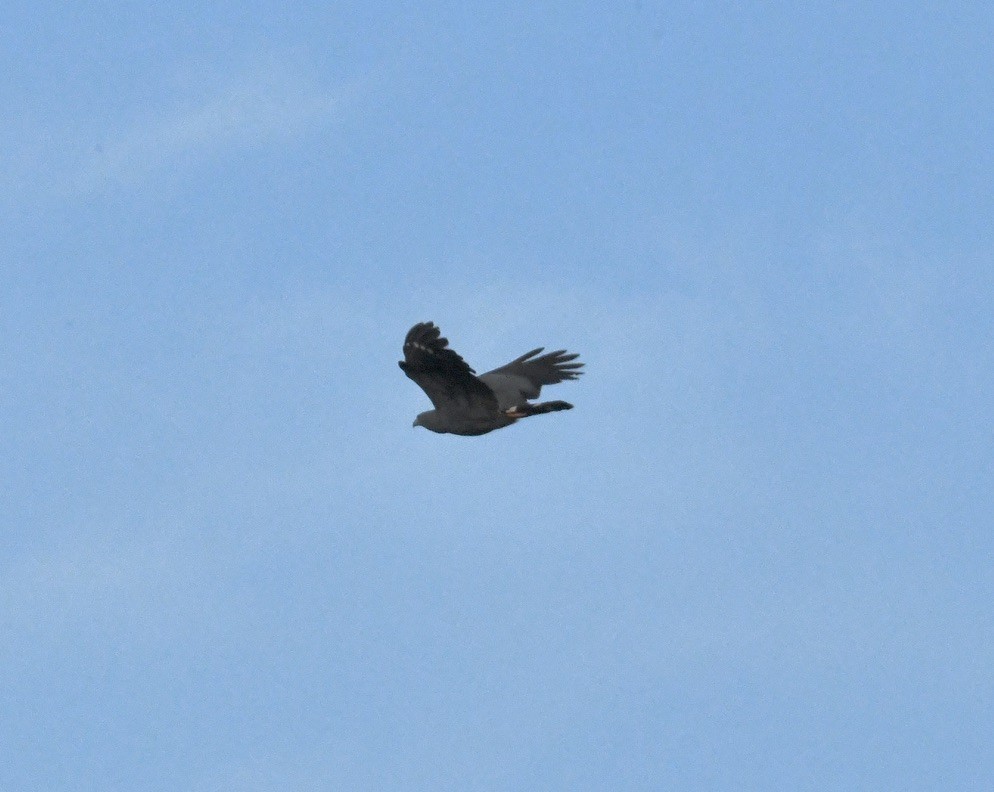 Crane Hawk - ML641993032