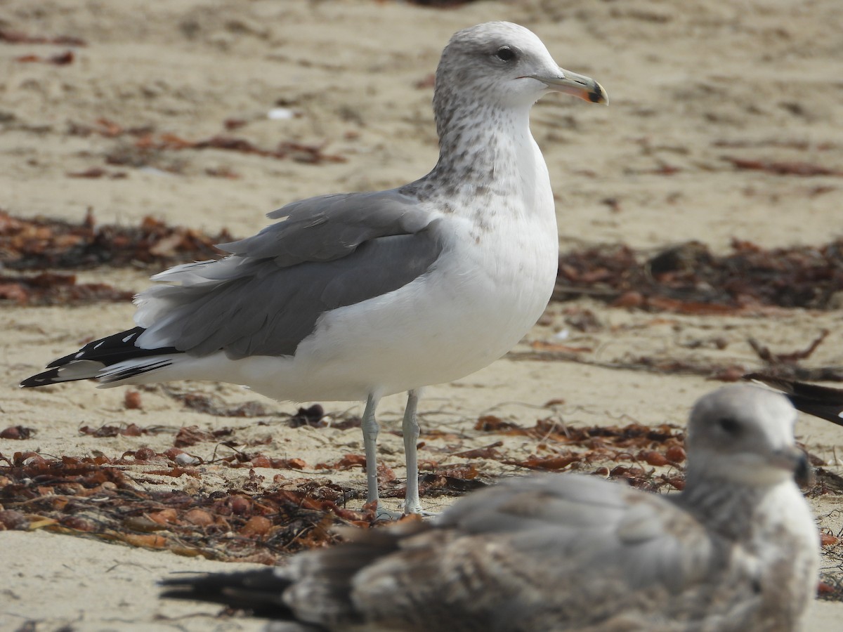 California Gull - ML641993036