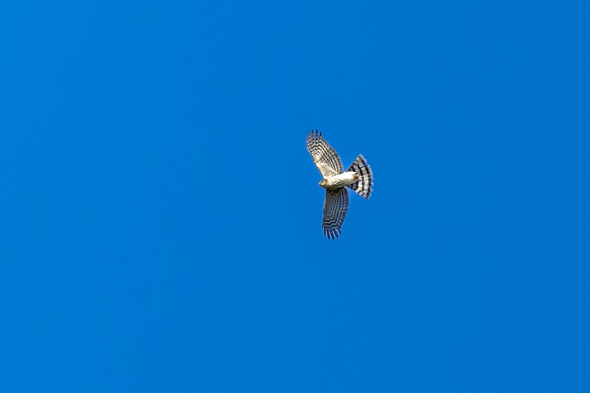 Sharp-shinned Hawk - ML641993037