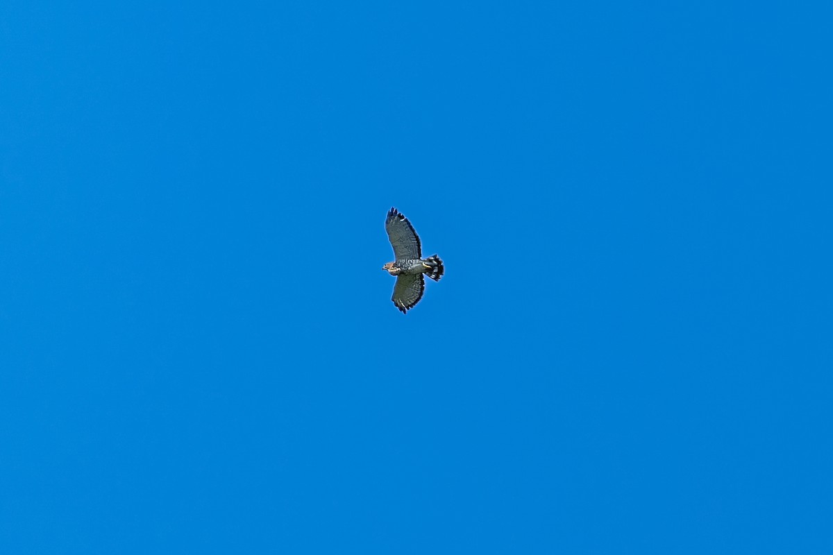 Broad-winged Hawk - ML641993038