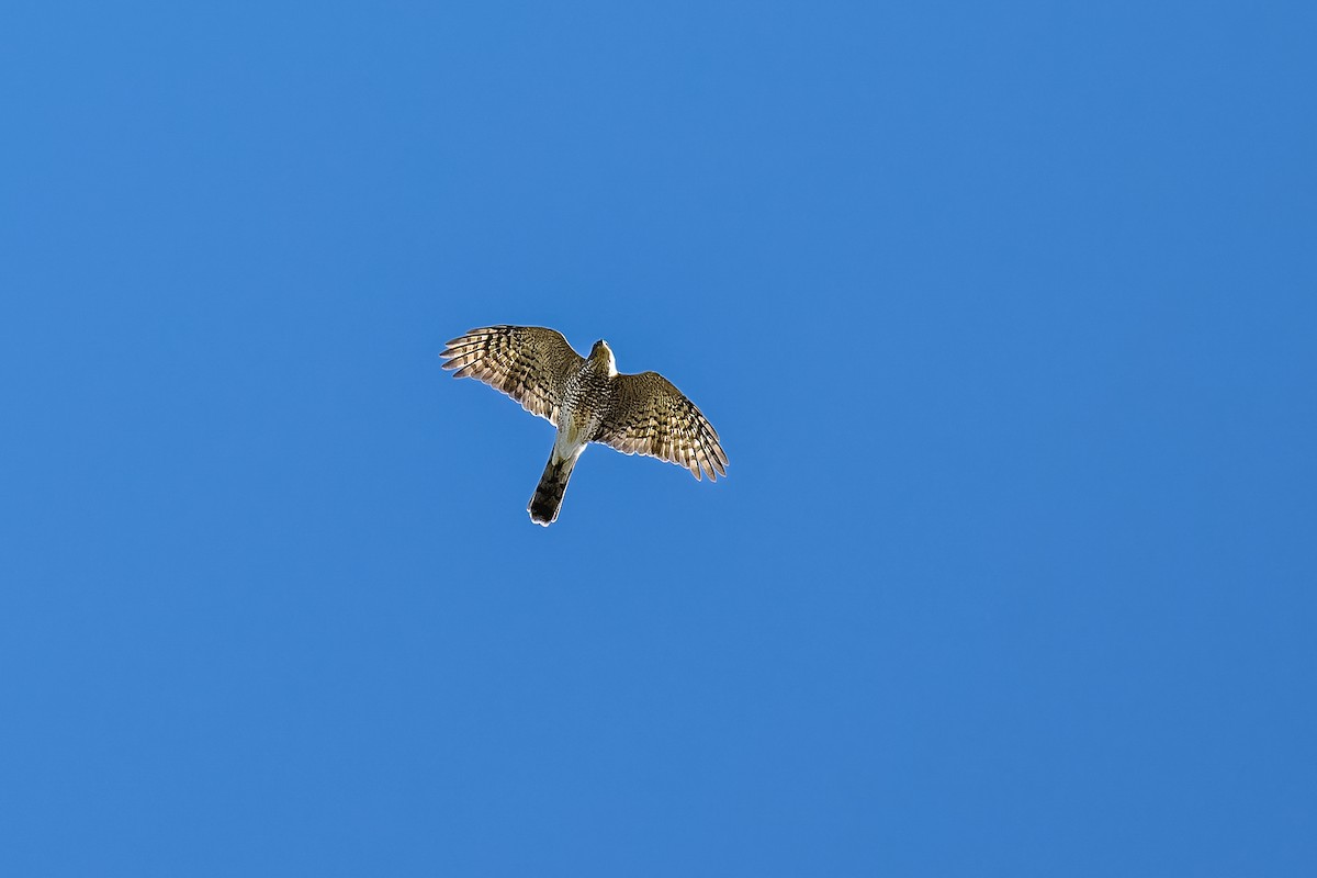 Sharp-shinned Hawk - ML641993039