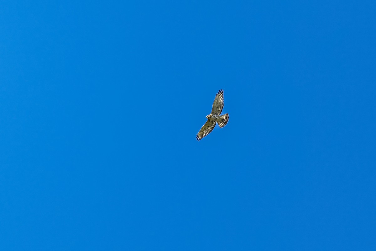 Broad-winged Hawk - ML641993040