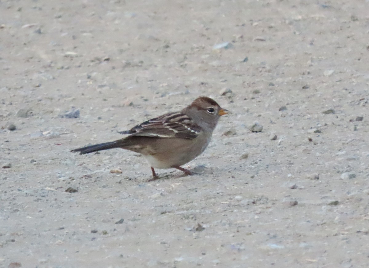 White-crowned Sparrow - ML641993041