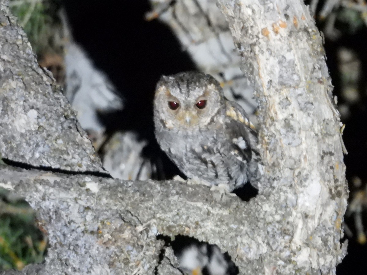 Flammulated Owl - ML641993042
