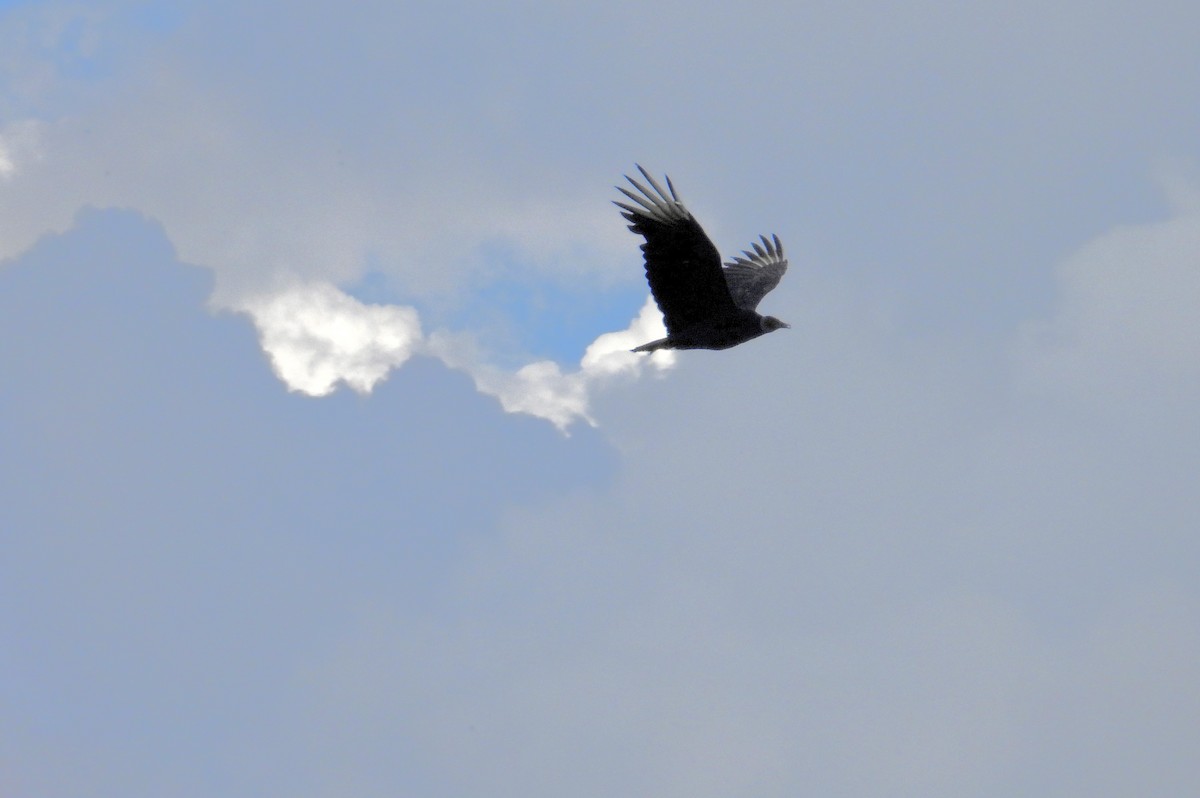 Black Vulture - ML641993043