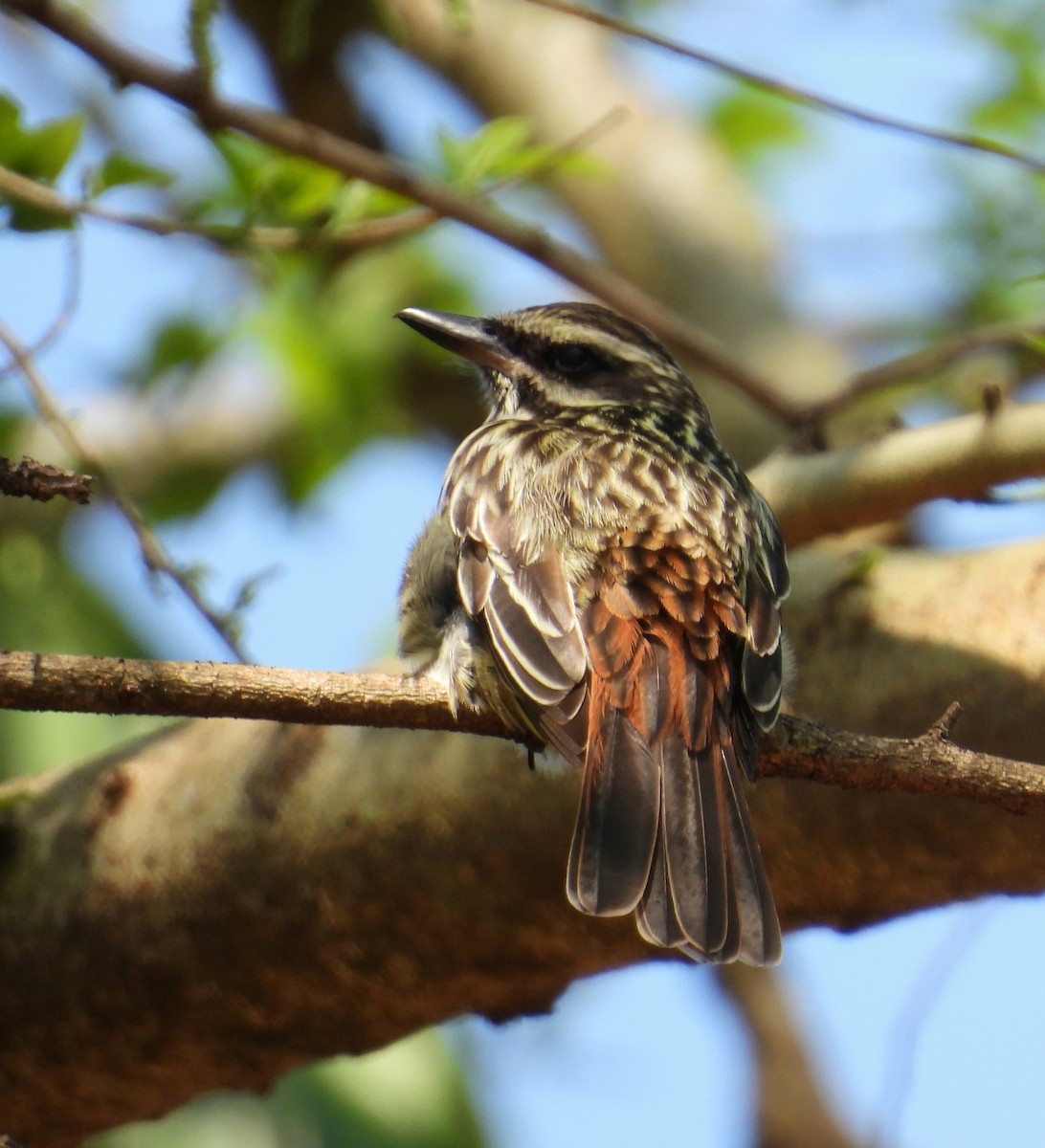 Streaked Flycatcher - ML641993046