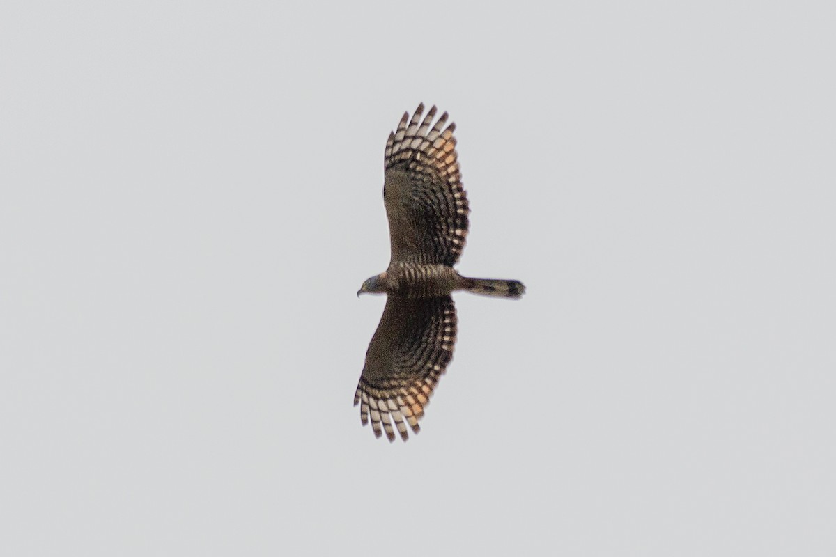 Hook-billed Kite - ML641993047