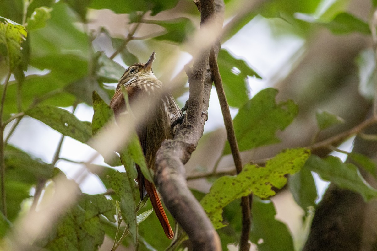 Streaked Xenops - ML641993060