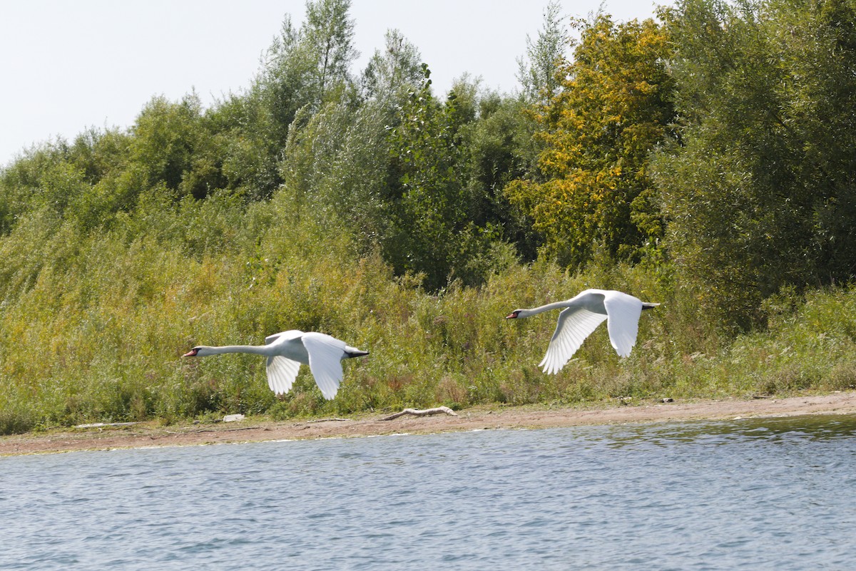 Mute Swan - ML641993065