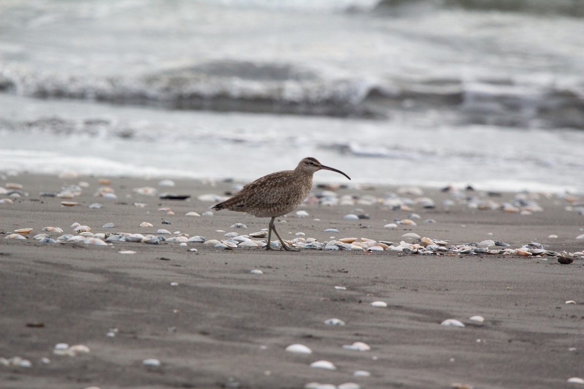 Whimbrel - ML641993068