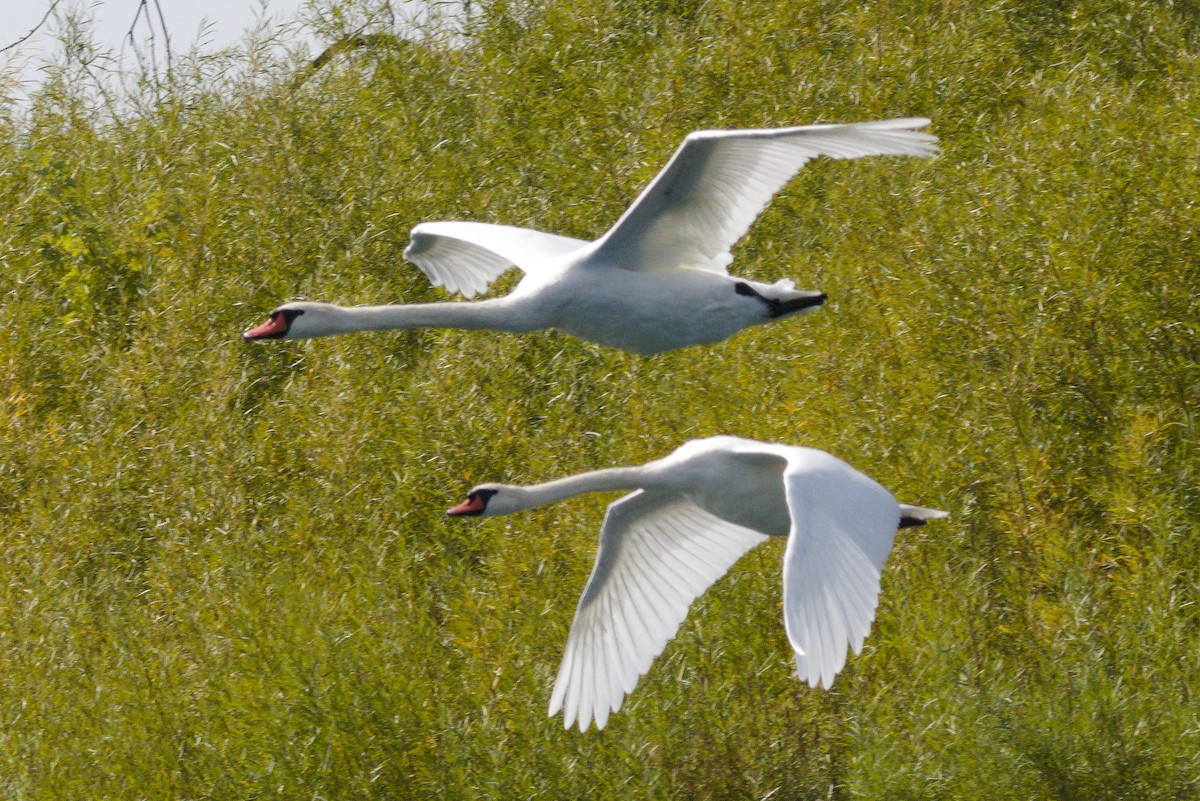Mute Swan - ML641993071