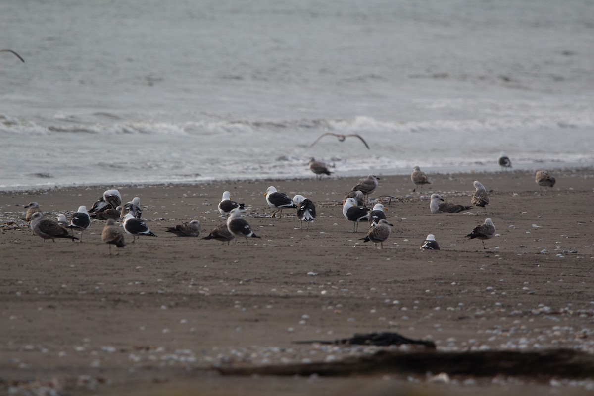 Kelp Gull - ML641993074