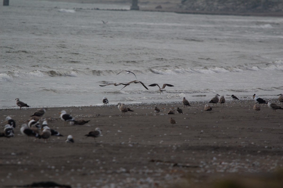 Kelp Gull - ML641993075