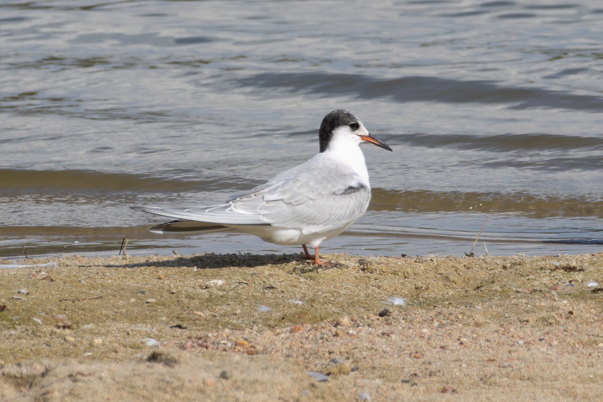 Common Tern - ML641993081