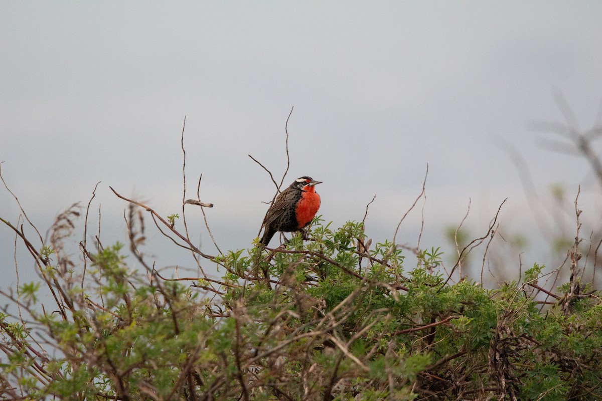 Long-tailed Meadowlark - ML641993082