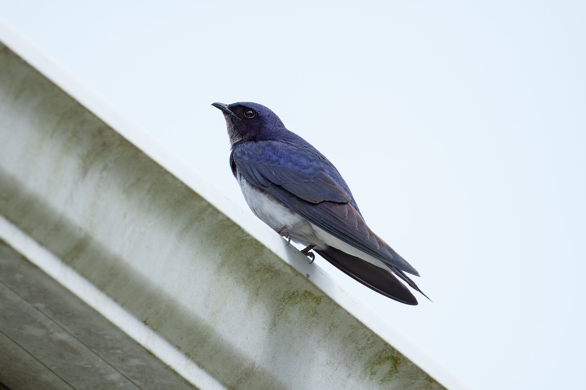 Gray-breasted Martin - ML641993088