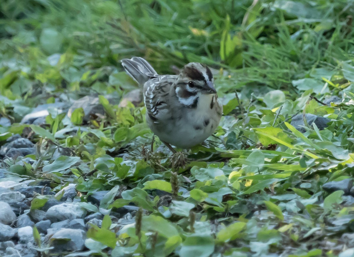 Lark Sparrow - ML641993090