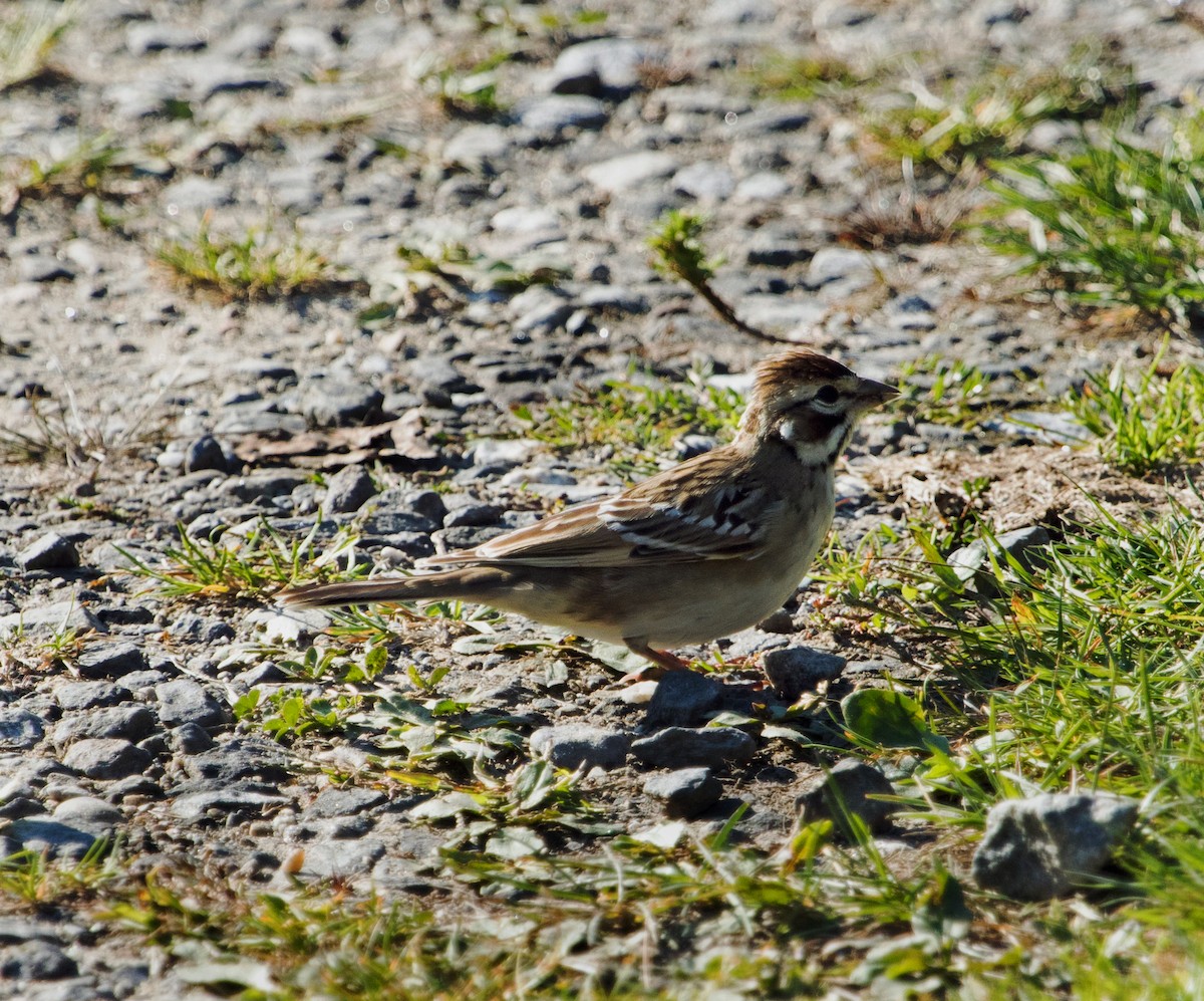 Lark Sparrow - ML641993092