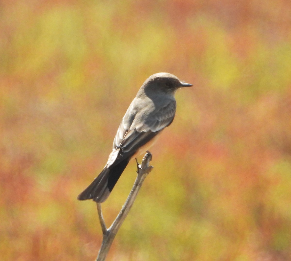 Say's Phoebe - ML641993102