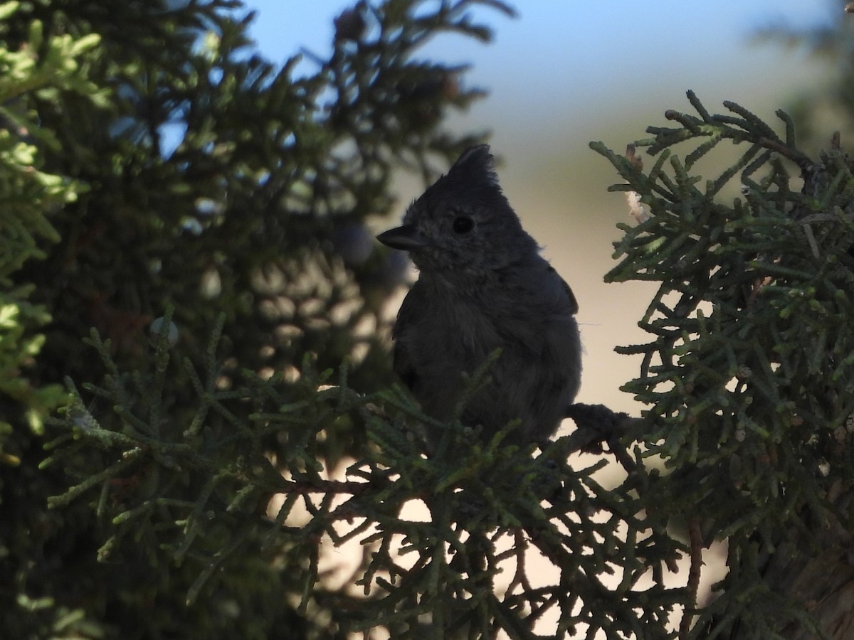 Juniper Titmouse - ML641993107