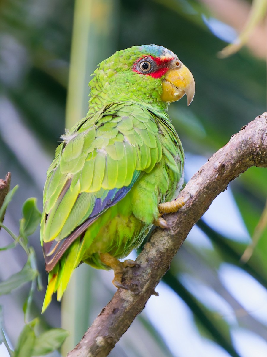 White-fronted Amazon - ML641993109