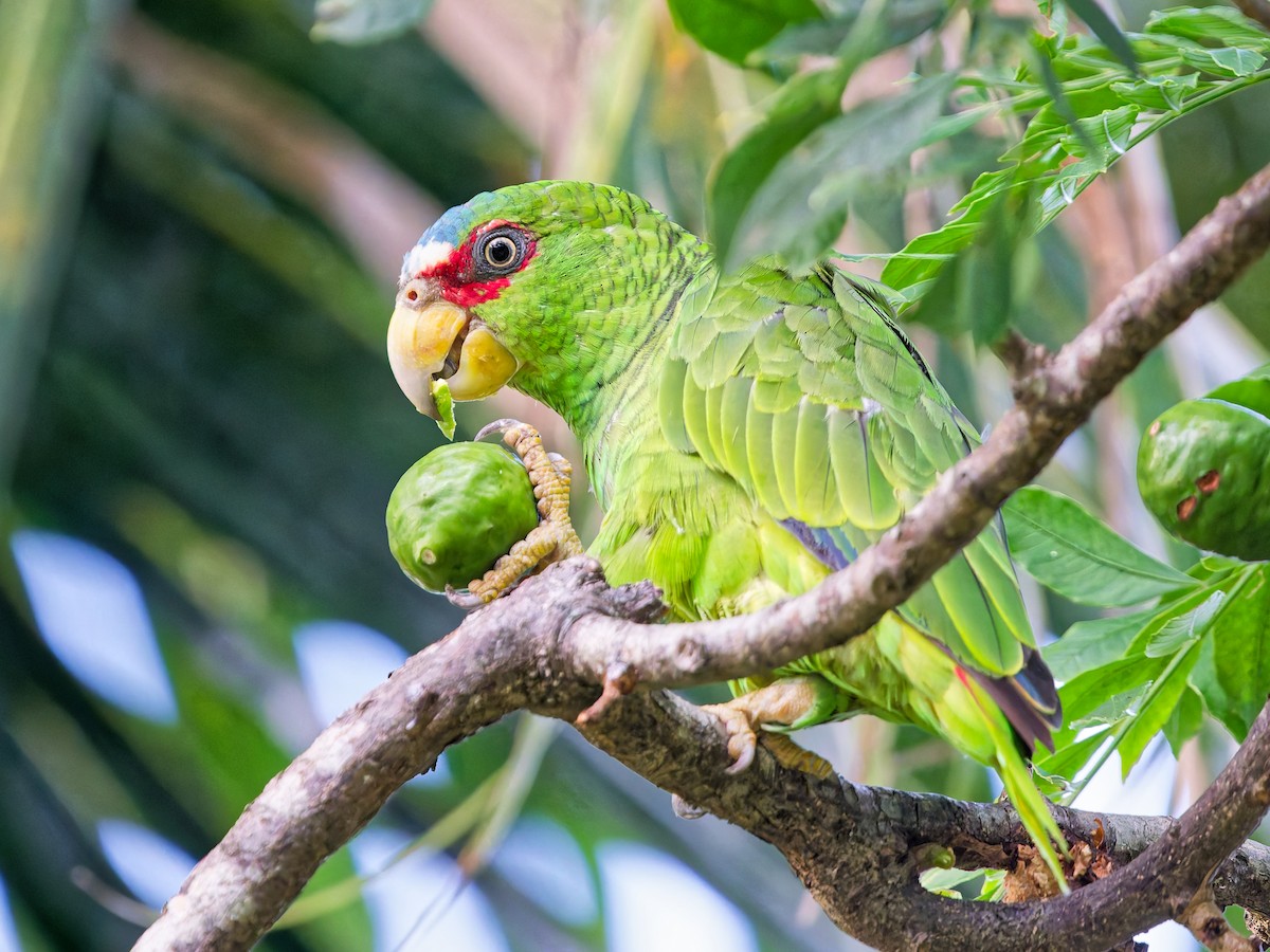 White-fronted Amazon - ML641993110