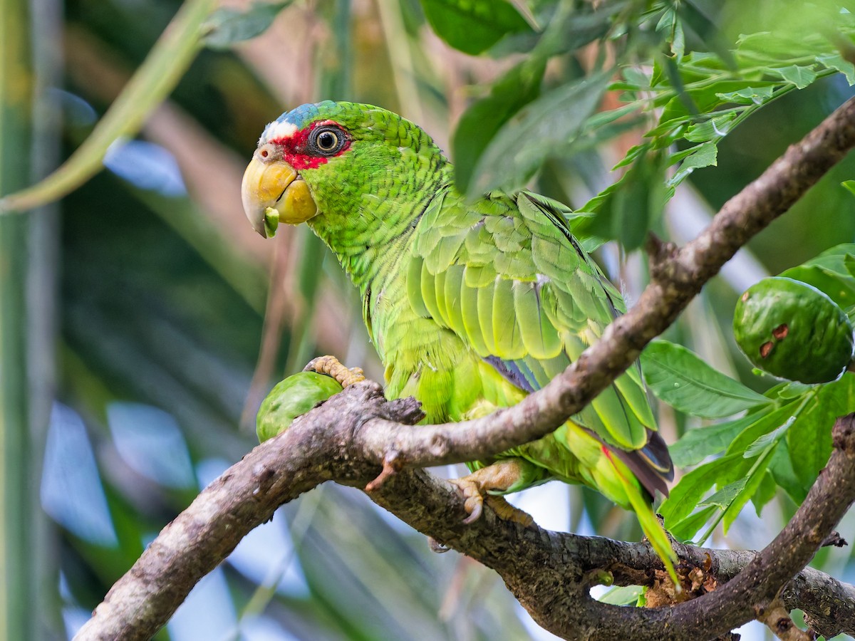White-fronted Amazon - ML641993111