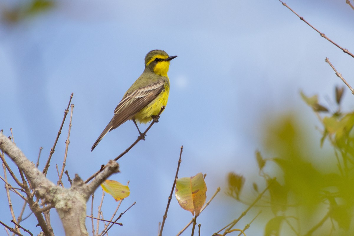 Yellow-browed Tyrant - ML641993114