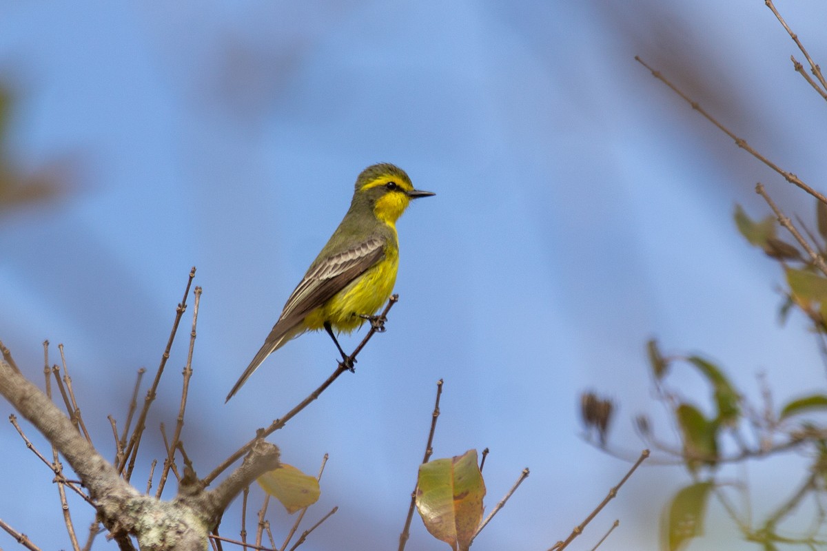 Yellow-browed Tyrant - ML641993115