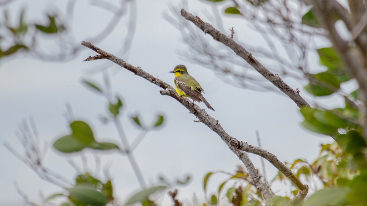 Yellow-browed Tyrant - ML641993116