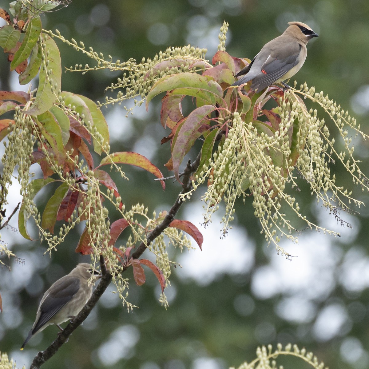 Cedar Waxwing - ML641993117