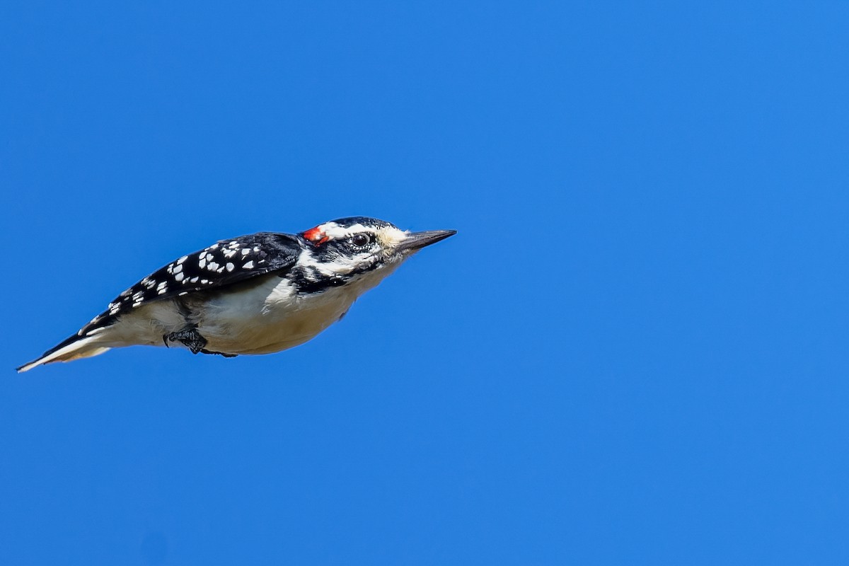 Hairy Woodpecker - ML641993118