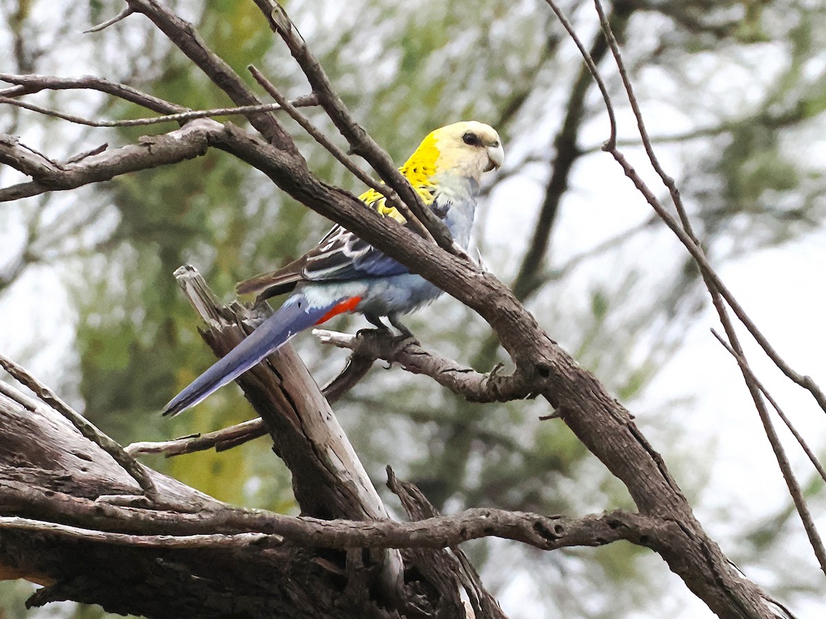 Pale-headed Rosella - ML641993130